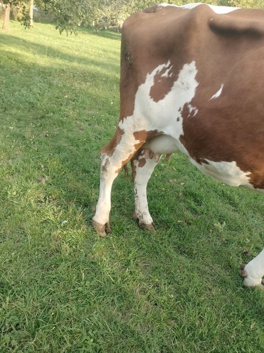 Vacă Bălțată Românească