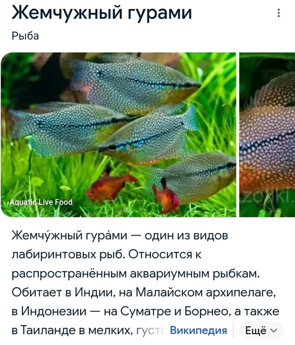 Продам аквариумных рыб