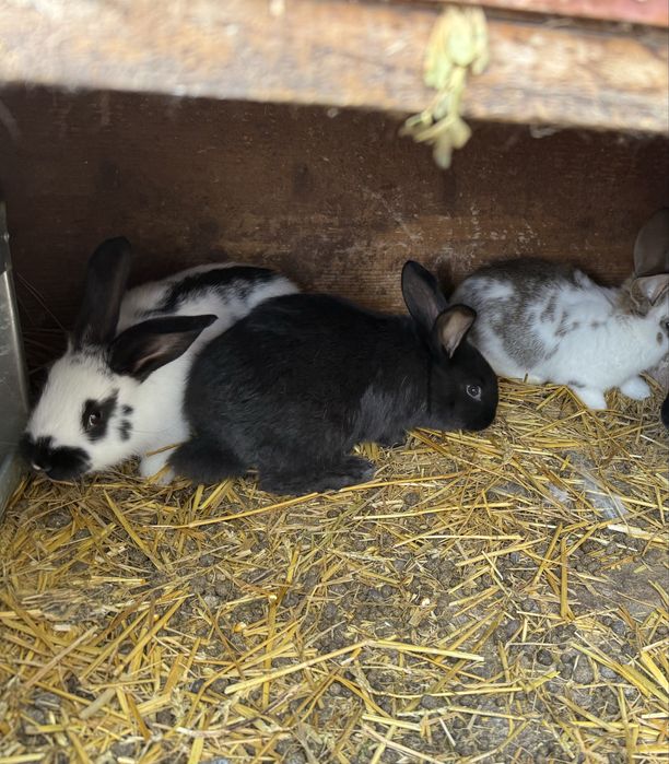 Vând iepuri metiș Hycole Francez