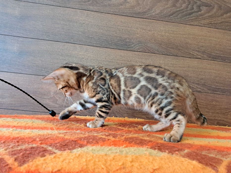 Бенгалски котета