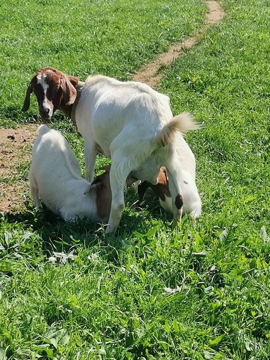 Capre Boer si Alpina franceza de vanzare