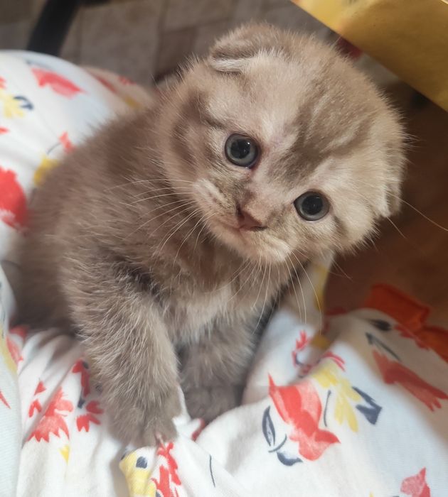 Котик породы Шотландец.