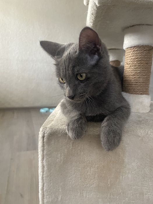 Отдам кота 4 месяца