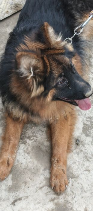 ИТ сотилади немецкая овчарка