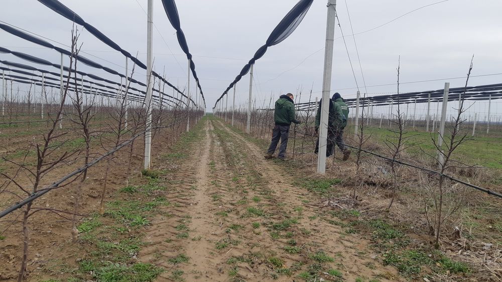 Taieri pomi fructiferi Tai pomi