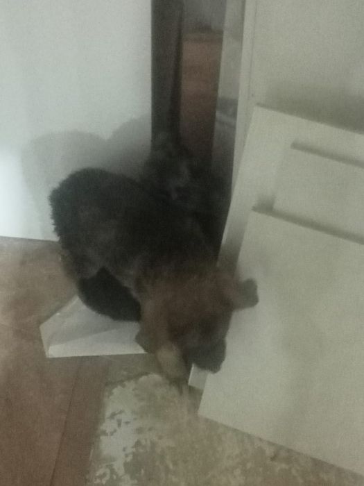 Щенки БЕСПЛАТНО отдам в добрые руки