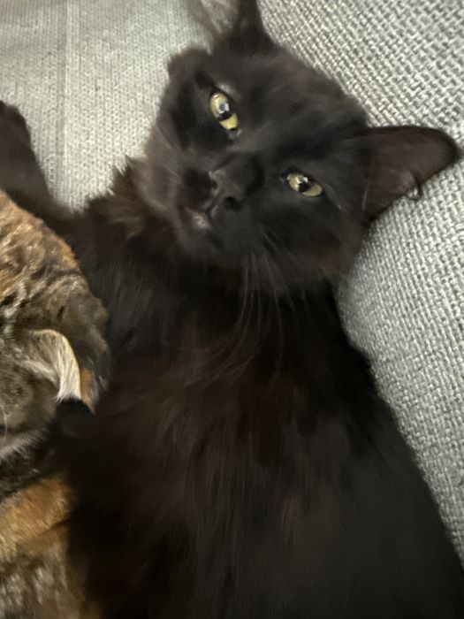 Ласковый кот в добрые руки