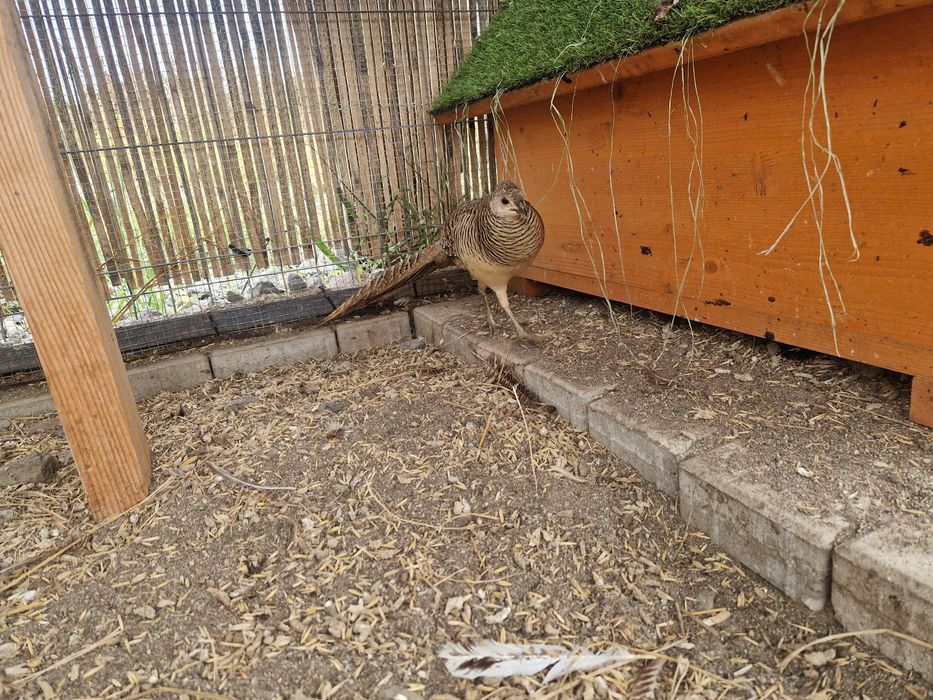 Pereche fazani de rasa