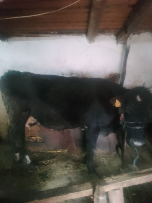 Vând vaca bună de lapte
