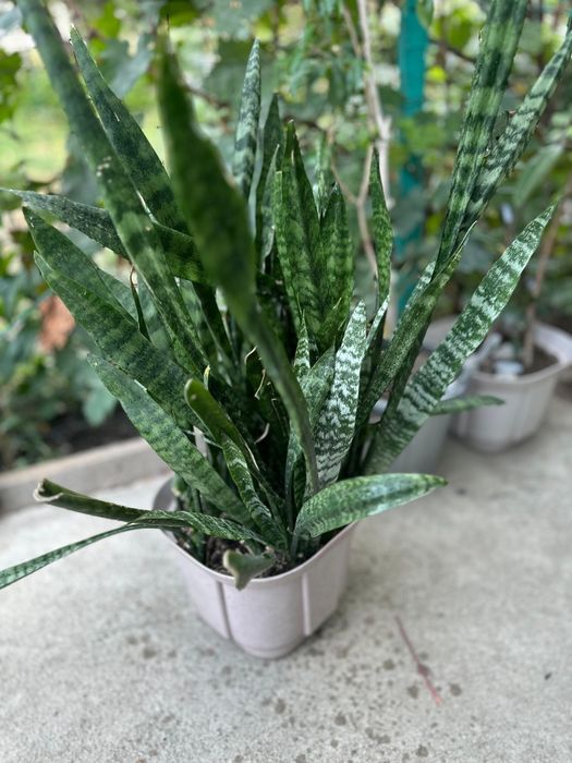 Цветы разнообразные