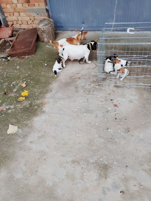 Малки Джак ръсел Териер