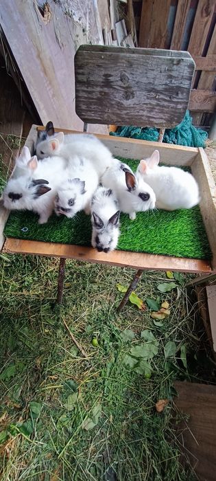 Iepuri rasa pitică cap de leu toy