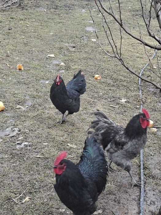 Cocosi australorp