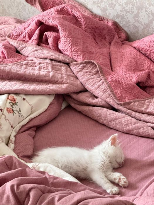 Котятки в хорошие ручки