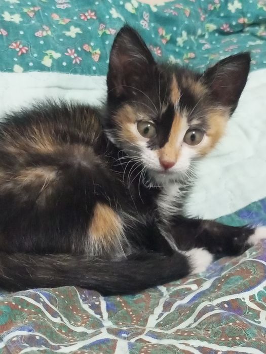 Котенок домашний за  999