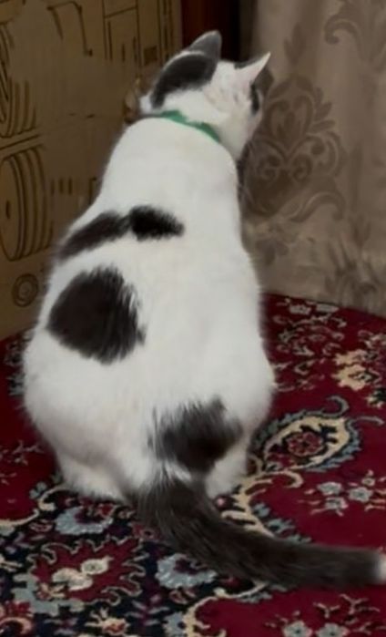 Потерялась кошка 8 апреля , район супермаркет Вектор