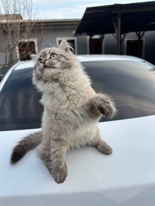 Мушук 4 йарим ойлик пародаси Британский шилшила