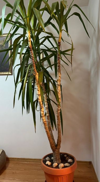 Vand planta Yucca 2,5 m