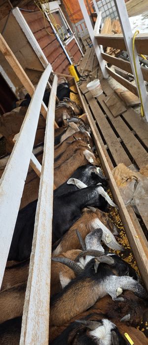 Capre anglo nubiene cu pedigree