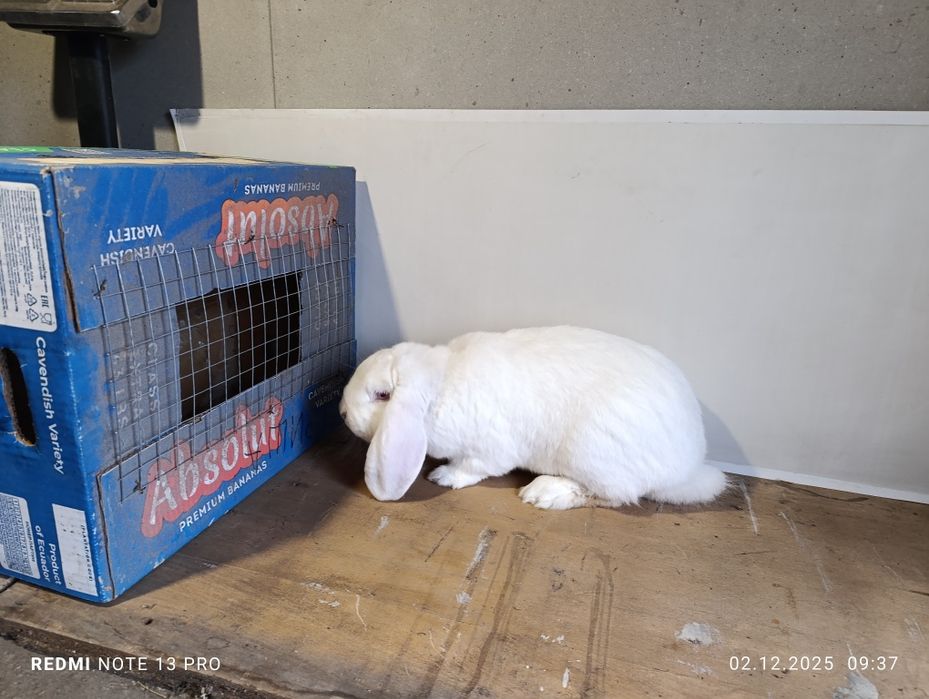 Крол французский баран