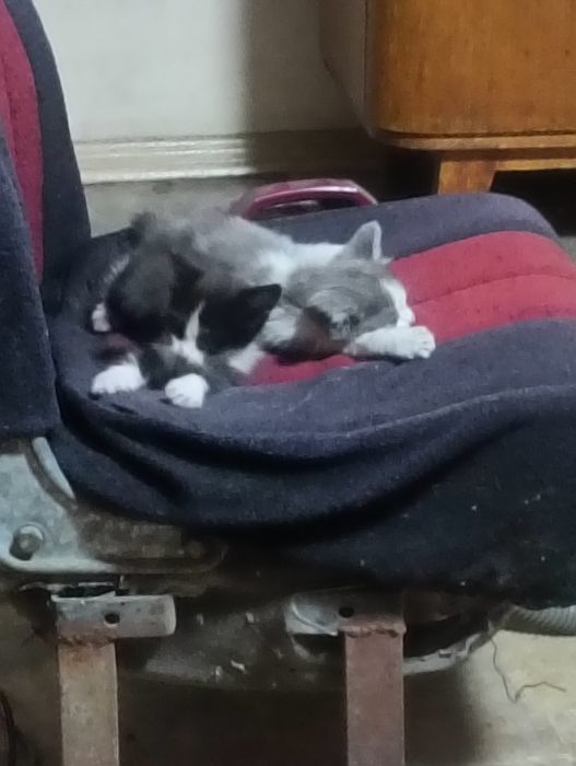 Отдам котят в хорошие руки