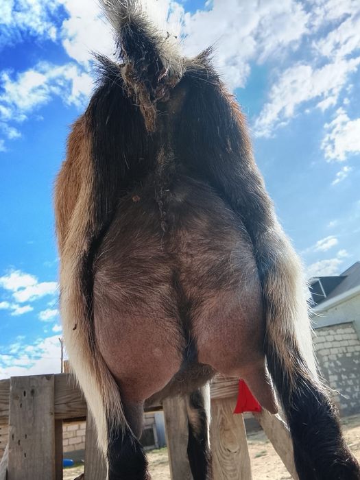 Альпий ешкісі сатылады