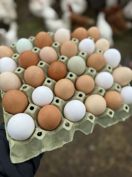 Домашни кокоши яйца