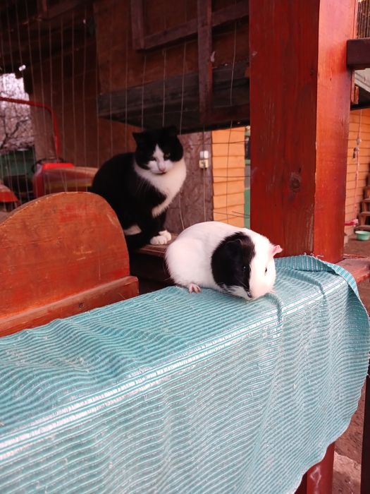 Pui de porcușori de Guineea