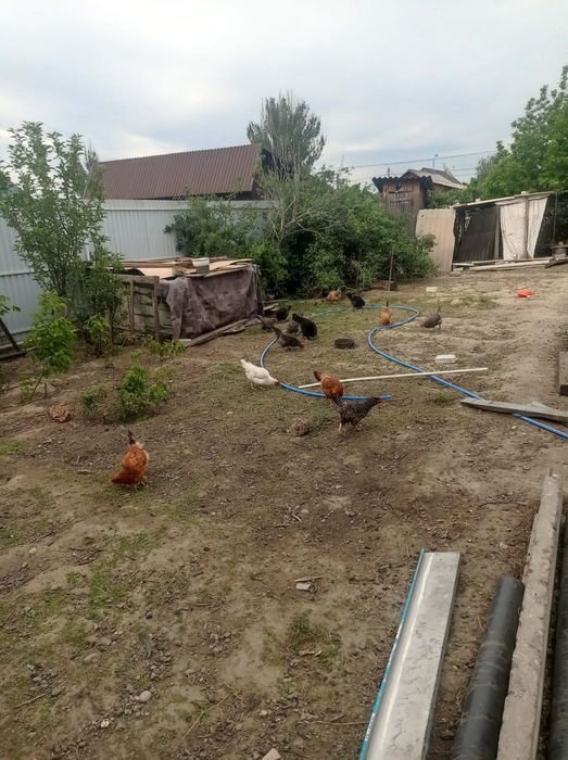 Курицы разные породы