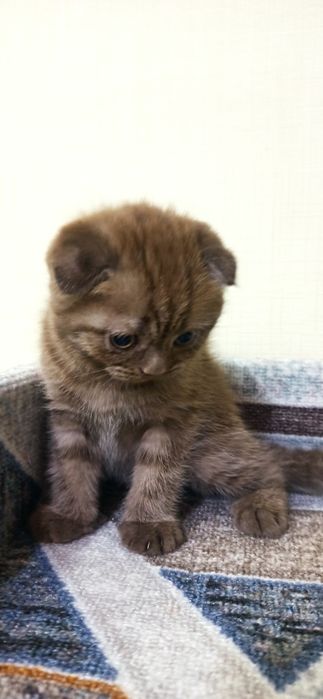 Добрые породистые котята