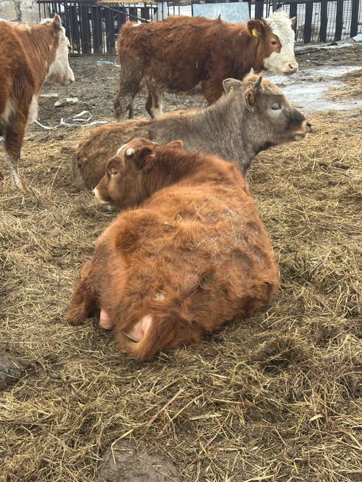 Продам быка, цена 500 000 тенге.