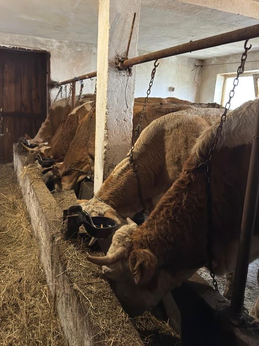 Vând vaci bălțată românească