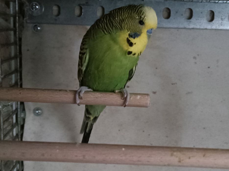 Vând peruș pui și 2 maturi.