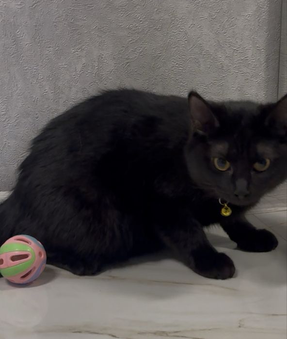 Продаётся прямоухая короткошерстная девочка