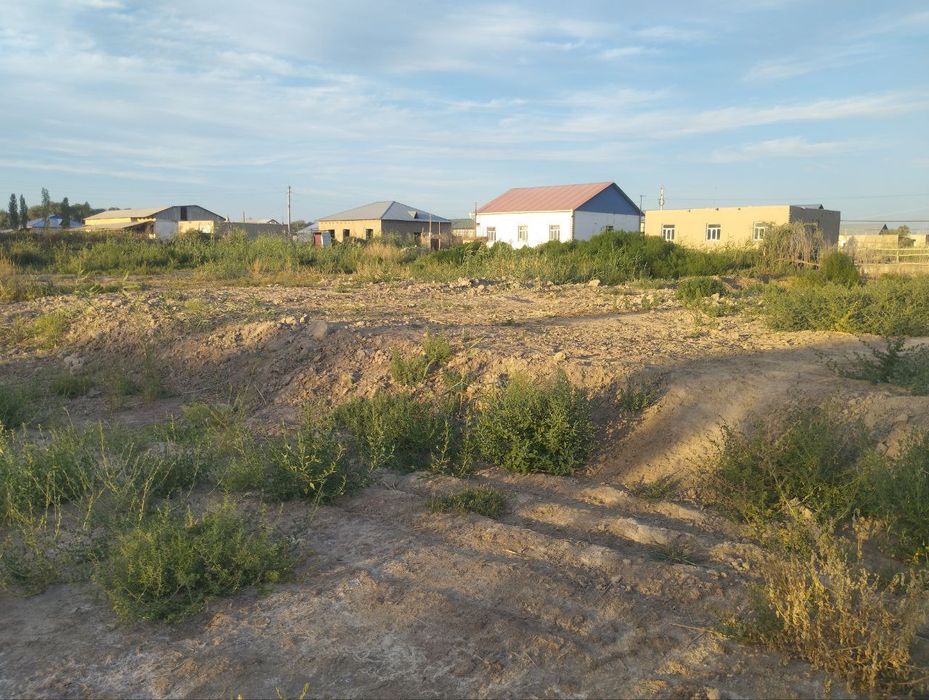 Plan satiladi 60 jilliq Tomat zvod qasinda 60 million