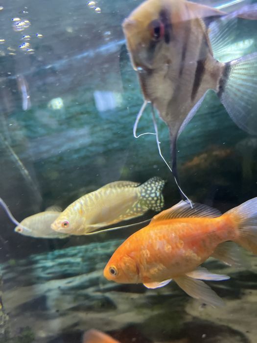Рыба для аквариума