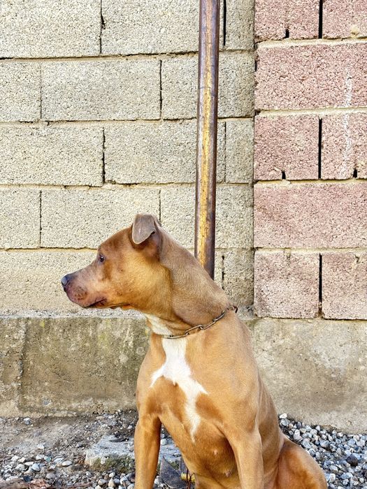 Питбуль прадаётся