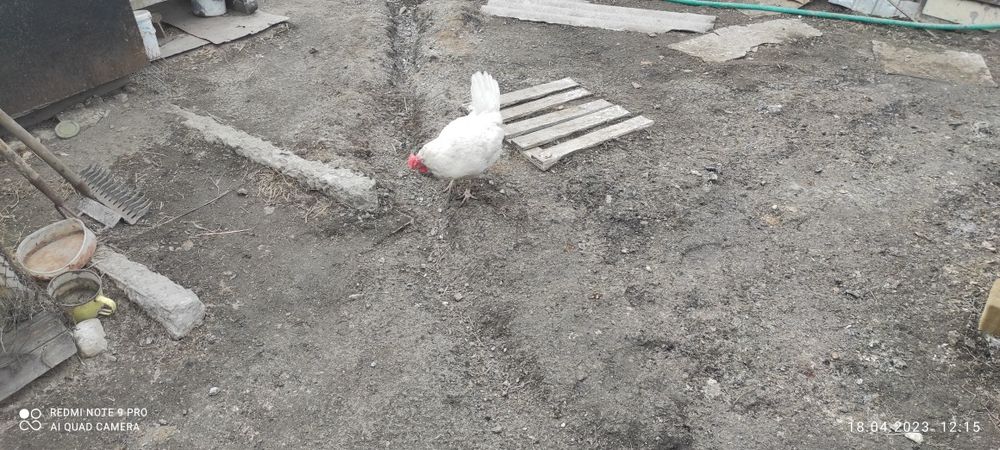 Продам обмен частный дом