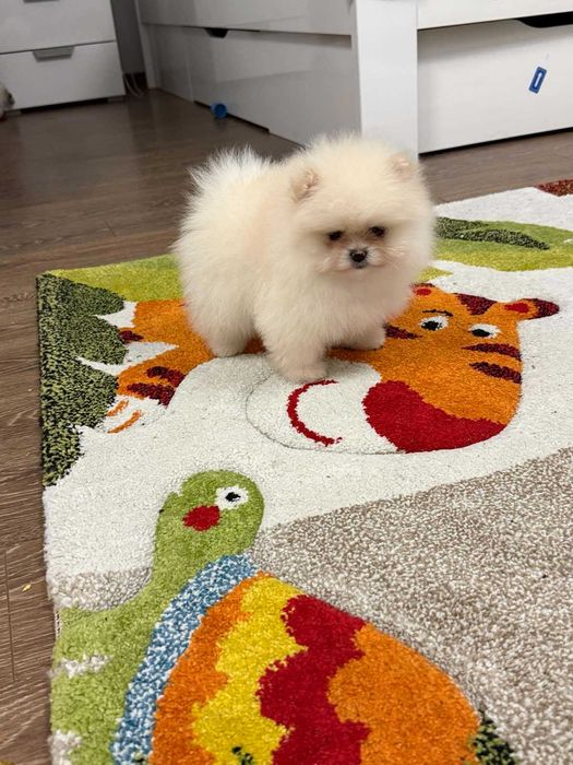 Померан бял/крем