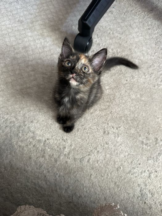 Котята ищут любящих хозяев
