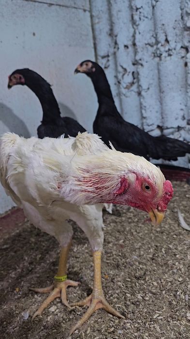 TUXUMI SOTILVOTTI Vibrator o shamola