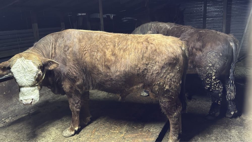 Продам бычков круг 840