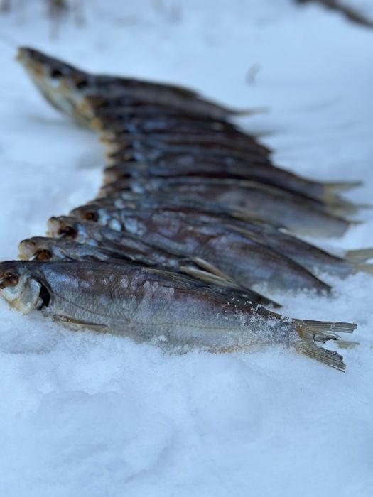 Сушеный рыбец 2026