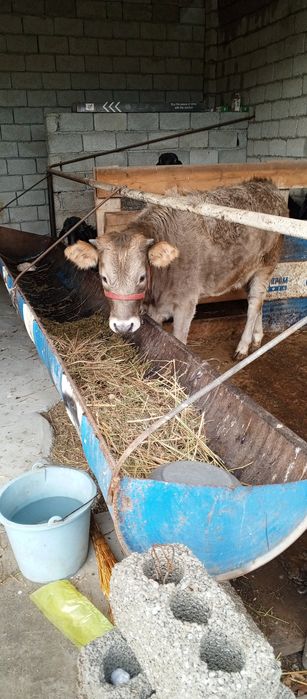 Tana sotiladi 15 mňl