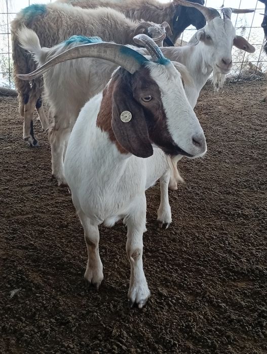 4 capre și o iada originale boier toate tinere