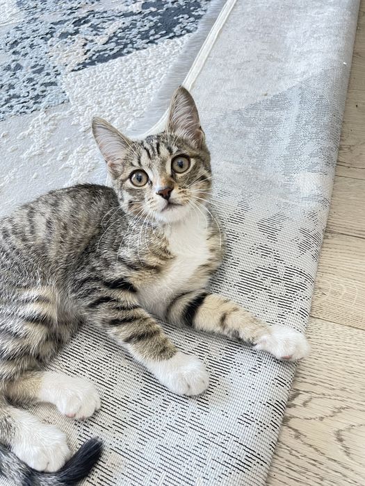 Отдам котенка в добрые руки
