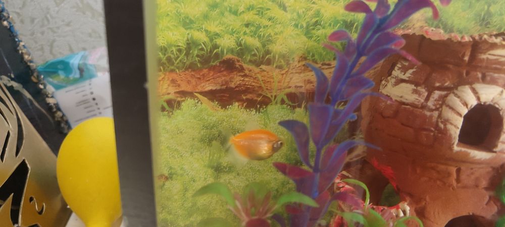 Продаются аквариумные рыбки
