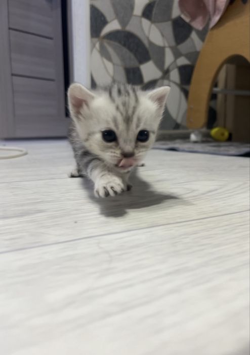 Скоттиш страйт котята Актобе