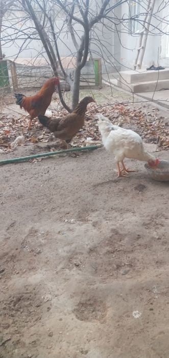 Xòroz tovuqlar sotiladi