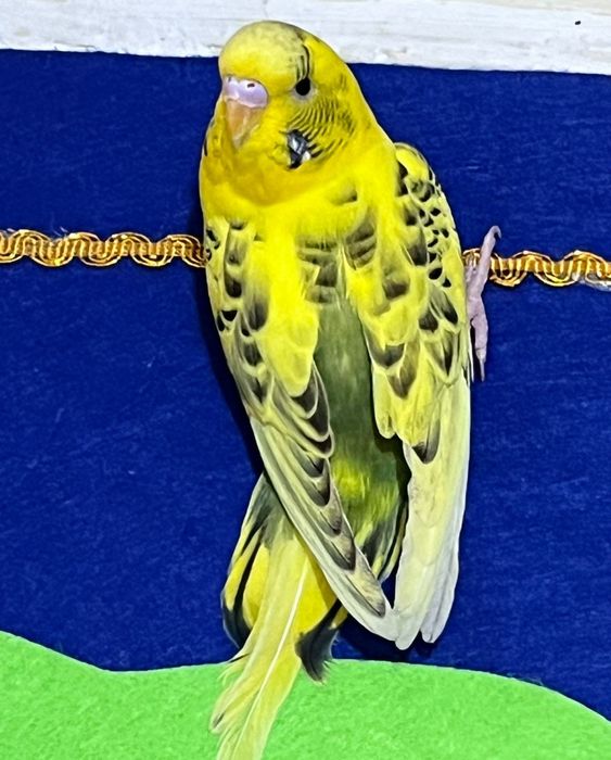 Попугай торымен сатылады